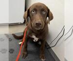 A128908 - Male Labrador Retriever-Unknown Mix Dog for Adoption - Small photo