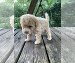 Small #6 Poodle (Miniature)