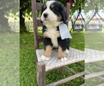 Puppy 6 Bernese Mountain Dog