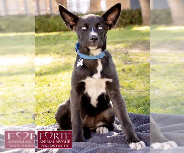 Medium Photo #3 Border Collie-Siberian Husky Mix Puppy For Sale in Marina del Rey, CA, USA