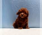 Image preview for Ad Listing. Nickname: Royce