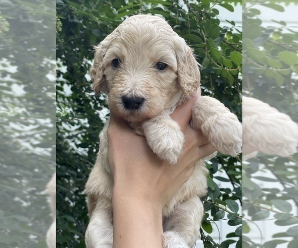 Medium Photo #1 Labradoodle Puppy For Sale in HOUSTON, TX, USA