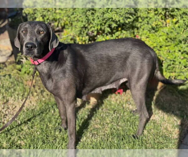 Medium Photo #6 Labrador Retriever-Unknown Mix Puppy For Sale in Dana Point, CA, USA