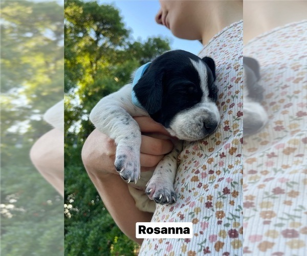 Medium Photo #1 Pointer Puppy For Sale in SACRAMENTO, CA, USA