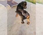 Small Photo #6 Rottweiler Puppy For Sale in Orange Grove, TX, USA