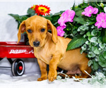 Small #2 Dachshund
