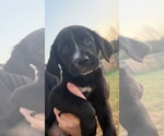Small Labrador Retriever Mix