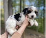 Small Photo #2 Miniature Bernedoodle Puppy For Sale in MURRAYVILLE, GA, USA