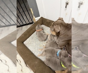 Mother of the Bulldog puppies born on 07/27/2026