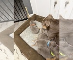 Small Photo #1 Bulldog Puppy For Sale in MERCED, CA, USA