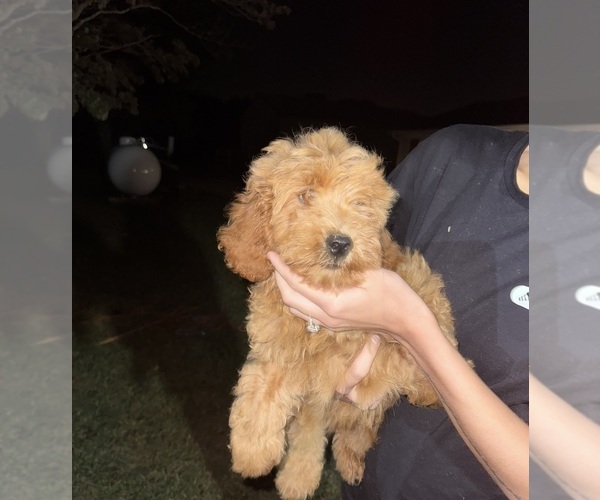 Medium Photo #6 Goldendoodle Puppy For Sale in DAVENPORT, FL, USA