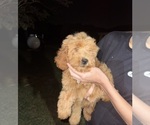 Puppy Linda Goldendoodle