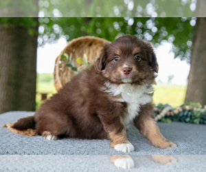 Medium Miniature Australian Shepherd