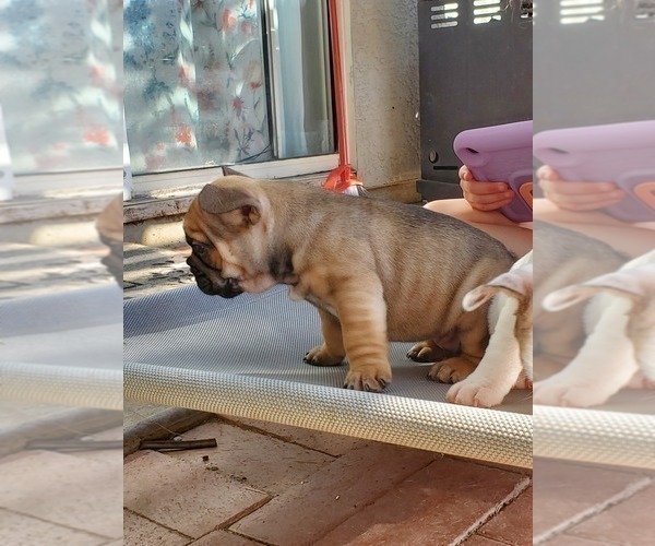 Medium Photo #2 French Bulldog Puppy For Sale in TRACY, CA, USA