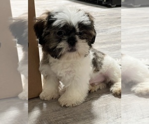 Shih Tzu Puppy for Sale in MARTINSVILLE, Indiana USA