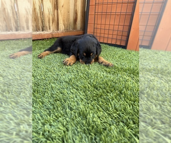 Medium Photo #18 Rottweiler Puppy For Sale in SAN JOSE, CA, USA