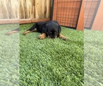 Small #2 Rottweiler