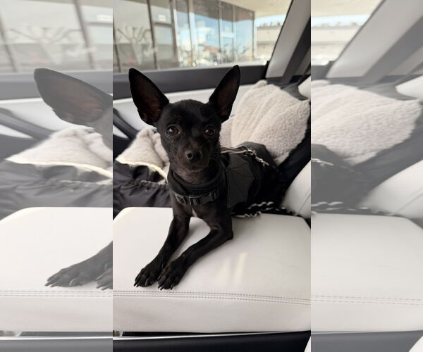 Medium Photo #3 Chihuahua Puppy For Sale in Lake Elsinore, CA, USA