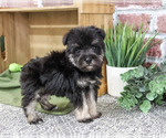 Small #1 Schnauzer (Miniature)