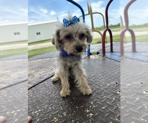 -Poodle (Miniature) Mix Puppy for sale in LANCASTER, MO, USA