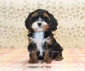 Cavapoo Puppy for sale in DENVER, PA, USA