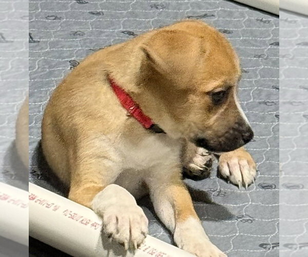 Medium Photo #3 Catahoula Leopard Dog-Labrador Retriever Mix Puppy For Sale in Aurora, IN, USA