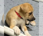 Small #2 Catahoula Leopard Dog-Labrador Retriever Mix