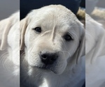 Small Photo #18 Labrador Retriever Puppy For Sale in HUDSON, CO, USA
