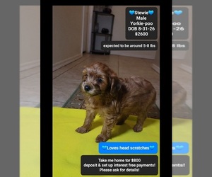 Yorkipoo Puppy for sale in TUCSON, AZ, USA