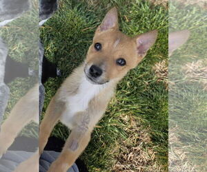 Mutt Dogs for adoption in Sandy, UT, USA