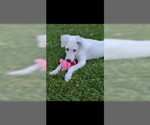 Medium Photo #2 Great Pyrenees Puppy For Sale in Spring, TX, USA