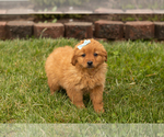 Small Photo #3 Goldendoodle (Miniature) Puppy For Sale in TOPEKA, IN, USA