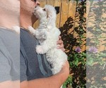 Small Photo #13 Maltipoo Puppy For Sale in BRISTOL, PA, USA
