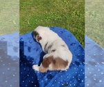 Small #1 Miniature American Shepherd
