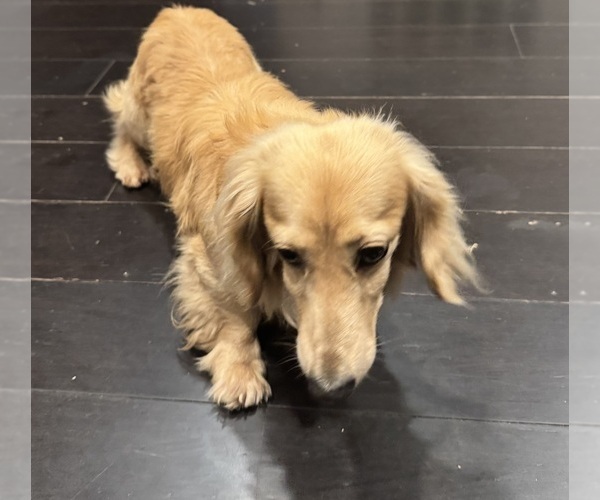 Medium Photo #1 Dachshund Puppy For Sale in MORRISVILLE, NC, USA