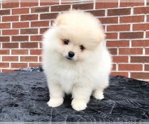 Pomeranian Puppy for sale in DAWSONVILLE, GA, USA