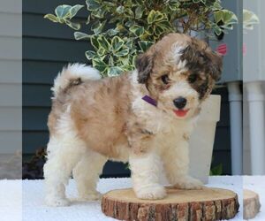 Bernedoodle (Miniature) Puppy for sale in NEW HOLLAND, PA, USA