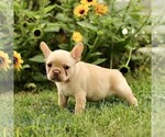 Small #4 French Bulldog