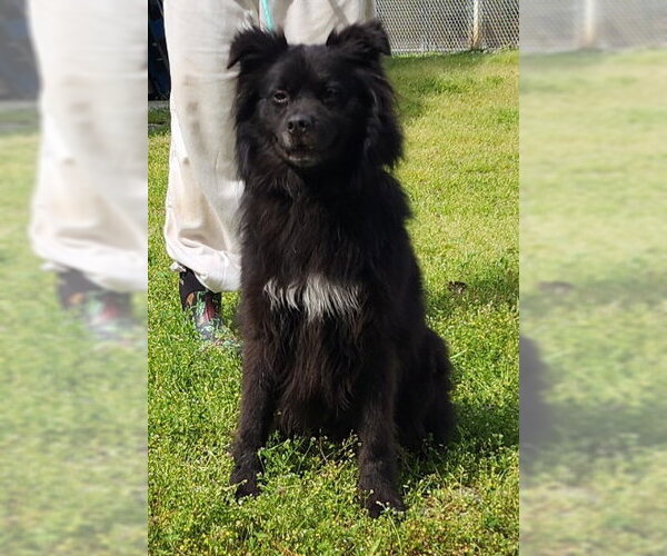 Medium Photo #3 Australian Shepherd-Unknown Mix Puppy For Sale in Wetumpka, AL, USA