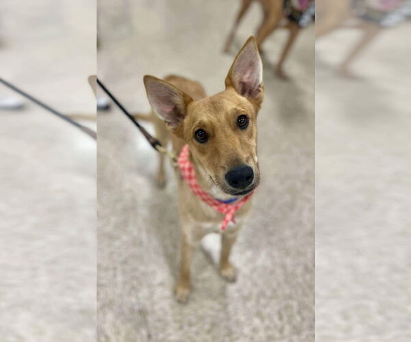 Medium Photo #2 Mutt Puppy For Sale in Minneapolis, MN, USA