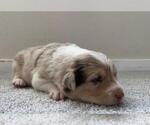 Small Photo #8 Border Collie Puppy For Sale in EVERETT, WA, USA