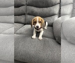 Small Beagle