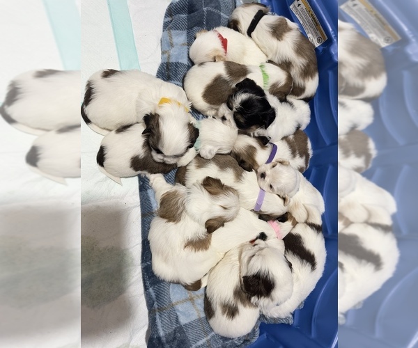 Medium Photo #1 Shih Tzu Puppy For Sale in KNOXVILLE, TN, USA
