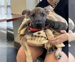 Small German Shepherd Dog Mix