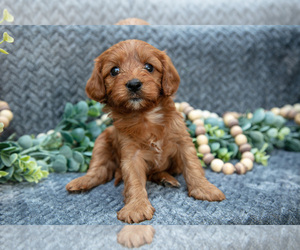 Medium Cavapoo