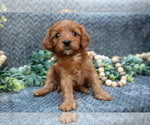 Puppy Belle Cavapoo