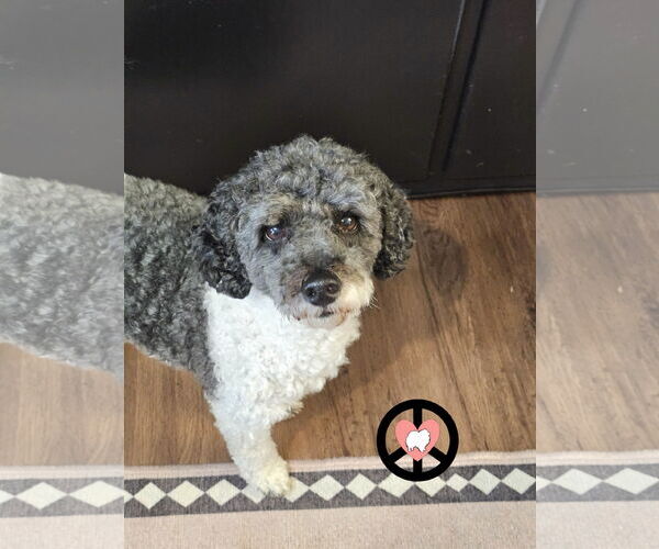 Medium Photo #1 Poodle (Miniature) Puppy For Sale in Lebanon, PA, USA