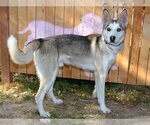 Small Photo #2 Siberian Husky Puppy For Sale in West Valley, UT, USA