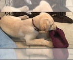 Small Photo #2 Labrador Retriever Puppy For Sale in HARKER HEIGHTS, TX, USA
