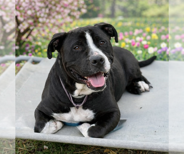 Medium Photo #2 American Staffordshire Terrier Puppy For Sale in Cranford, NJ, USA